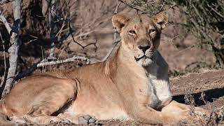 Mashatu Game Drive  Lion Pride