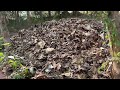 How to Make 100% Organic Compost at Home