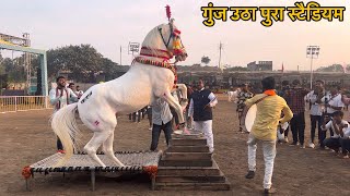 नासिक के करण घोड़े ने किया कमाल का डांस #सारंगखेड़ा में #horsedance