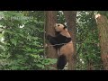 Panda mao sun climbs the tree