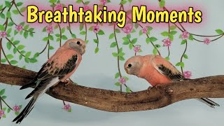5-week-old Baby Bourke Parakeets Flying For The First Time!