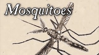 Mosquitoes In The 18th Century - Q&A