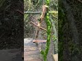 #baumhaus #wald #natur #garten