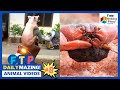 Baboy PINASAKAY NG MOTOR!! | Red Crab Babies na Bagong Pisa