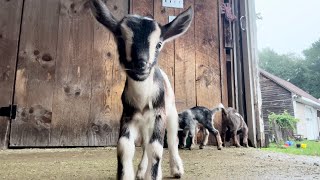 Triplet goat kids play king of the mountain by Sunflower Farm Creamery 155,550 views 9 months ago 3 minutes, 46 seconds