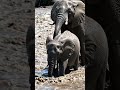 Inaitwa Mnyama Tembo 