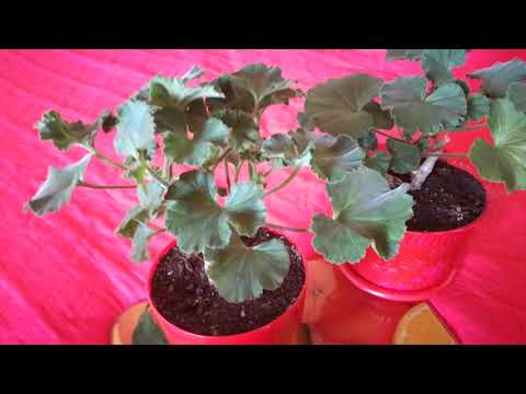ვიდეო: მცენარის თავდაყირა იზრდება – როგორ გავზარდოთ ოთახის მცენარეები თავდაყირა