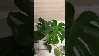 Do you shower your indoor plants?