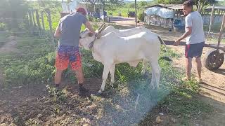 #04 amassado bezerros nelore quarta vez no carro