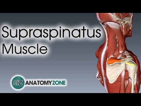 Supraspinatus | Булчингийн анатоми