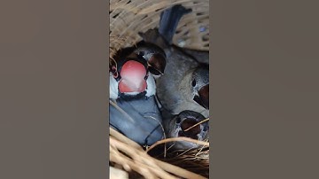 #shorts#ytshorts#viral#java_birds