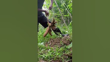 Harvesting cassava part 363 #shorts #farming #cassava #nature  #cassavaroots #cassavafarming