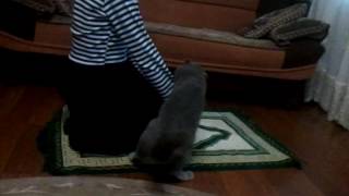 Кот и намаз Кот и намаз