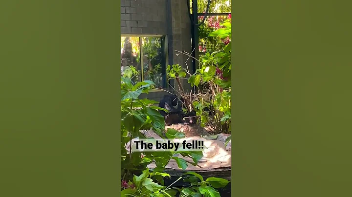 A mothers instinct is strong! #shorts #tiktok #baby #chimp #chimpanzee #chimpanzees #babychimpanzee