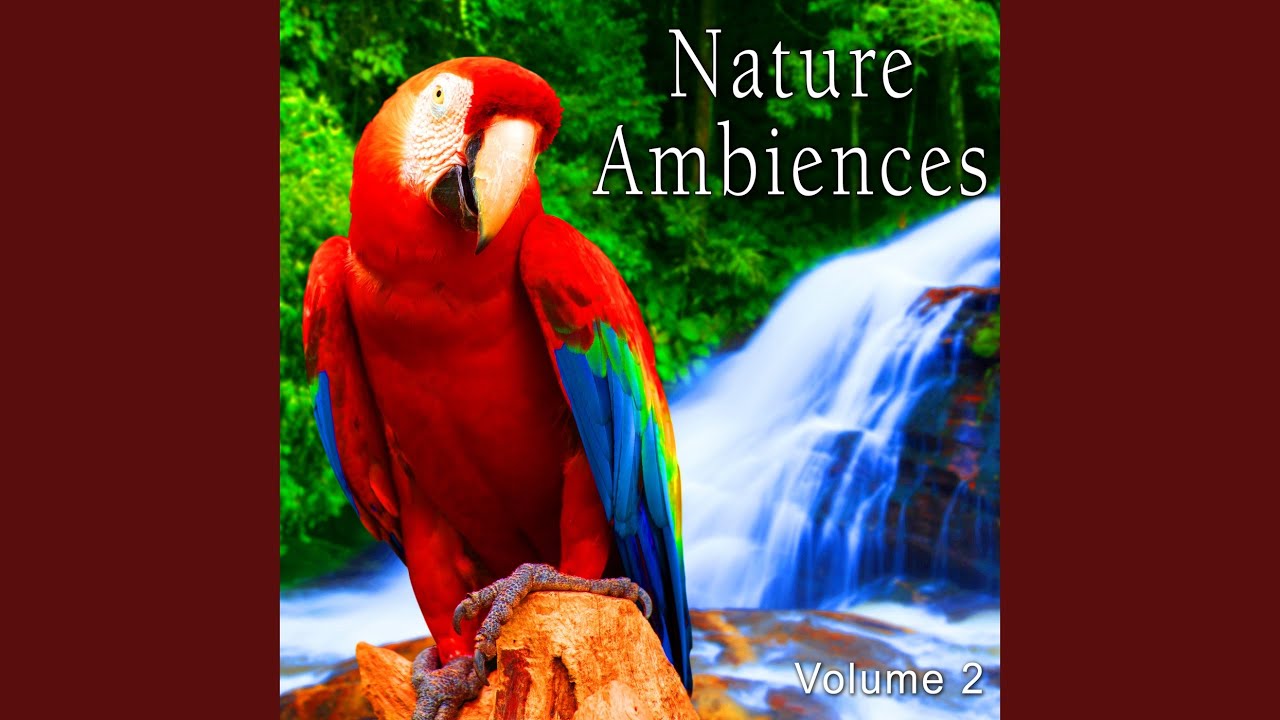 Jungle Ambience with Close Perspective Bird Chirps and Distant Crickets and Cicadas Jungle Ambience with Close Perspective Bird Chirps and Distant Crickets and Cicadas