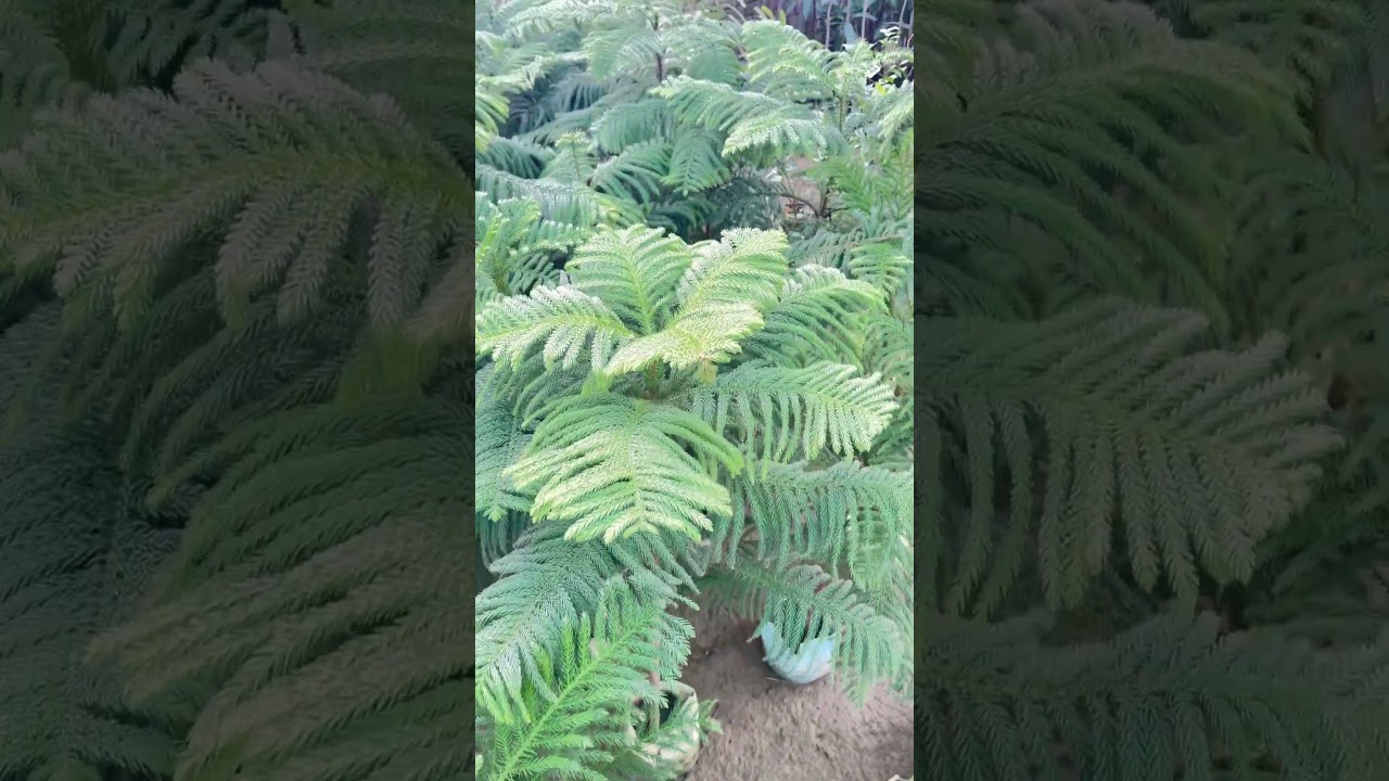 Christmas tree 🎄 🌲 