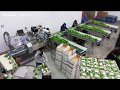 Flow Wrap Machine: RGD Mape VR-8 Master with Label Applicator Packing Green Bell Peppers