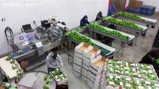 Flow Wrap Machine: RGD Mape VR-8 Master with Label Applicator Packing Green Bell Peppers