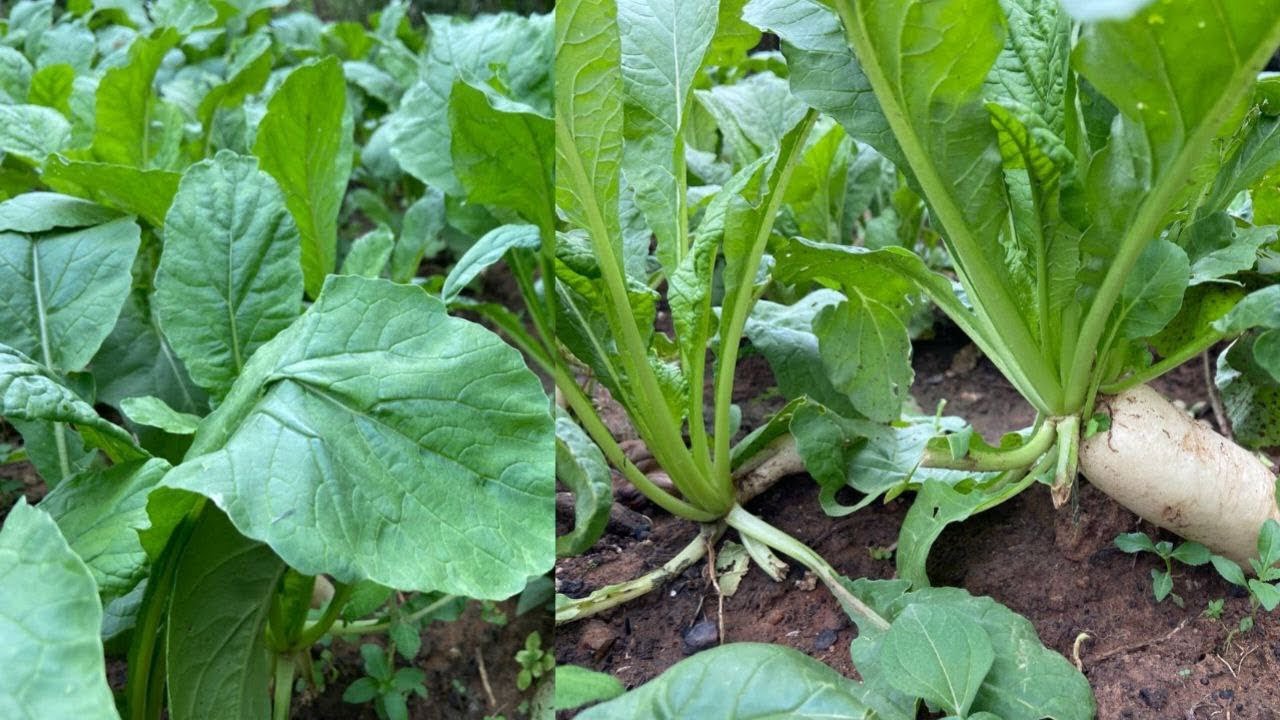 How to Grow White Radishes easily and get fast results 