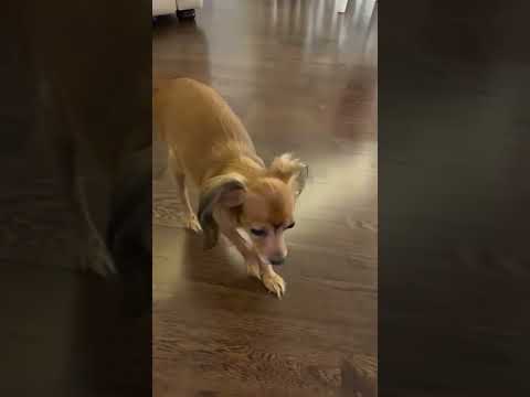 Βίντεο: Κύστες μαστών σκύλου