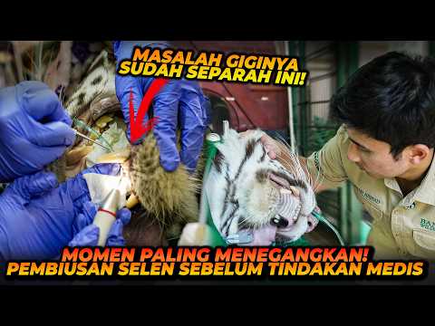 SELEN MULAI TERTIDUR KARENA DIBIUS! SCALING TARING HARIMAU DIMULAI!