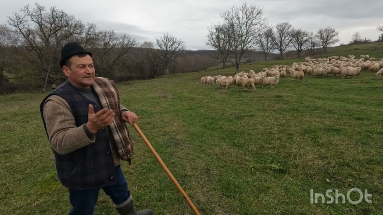 Baciul Florea -De 25 de Ani Lucrează la Oile Băle .A  Învățat Ciobănie de la Sibieni .Din Simleul 