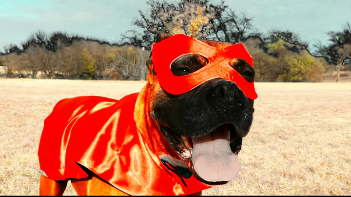 Super Dog