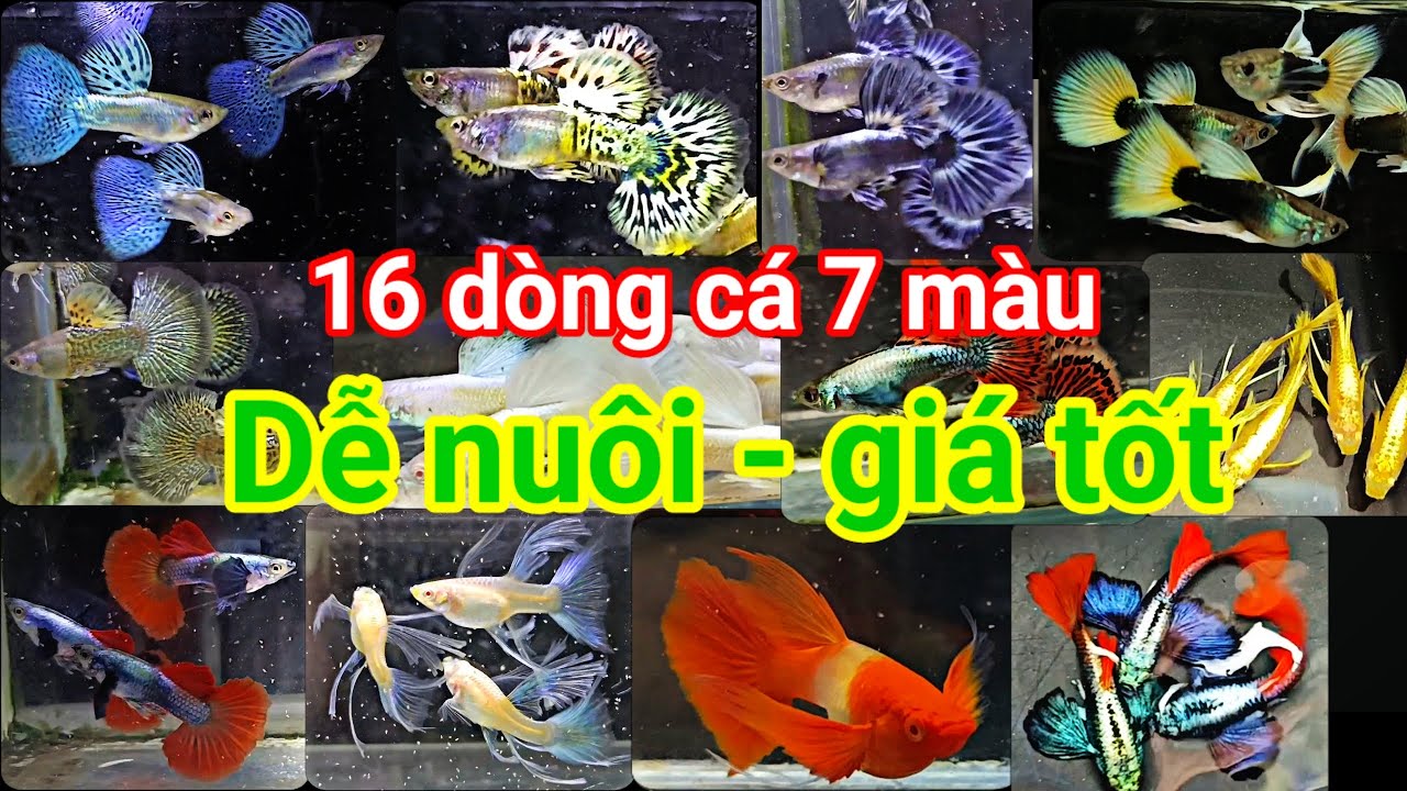 Guppy cá 7 màu #179: Lên 16 dòng cá 7 màu phổ thông gia tốt 