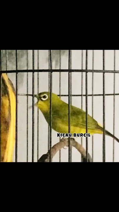 Pleci lokal Pacitan full buka paruh di malam hari. #pleci