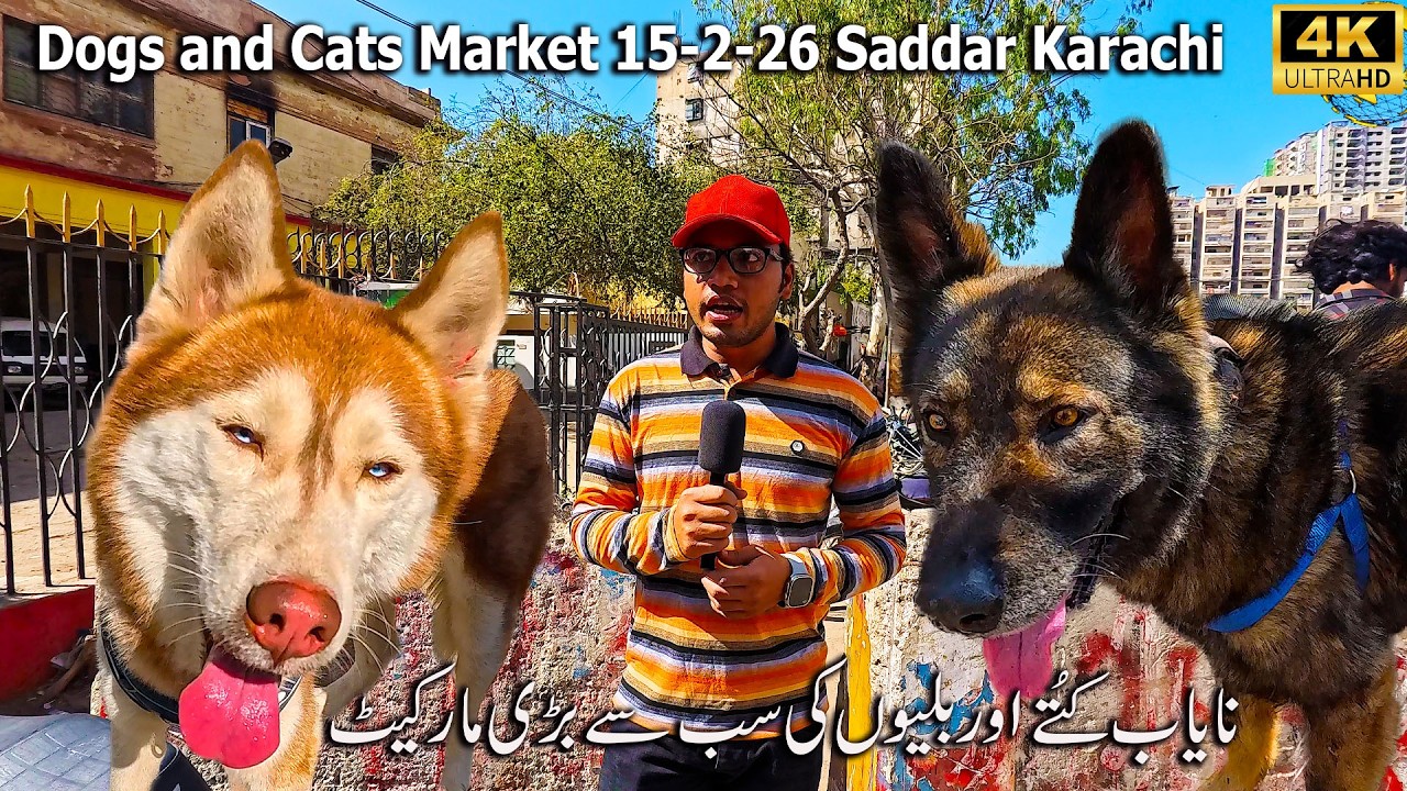 Exotic Dogs and Cats Market Saddar Karachi 15-2-26 Latest Updates | Unique and Rare Breeds of dogs