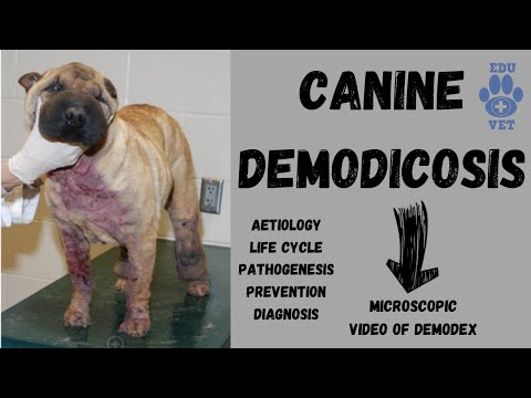 วีดีโอ: Demodectic Mange ในสุนัข