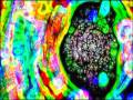 Miniature de la vidéo de la chanson Absence Without Leave