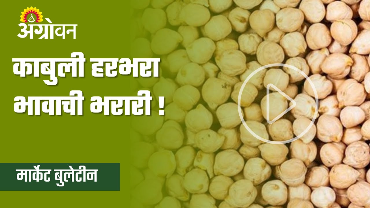 Chana Market Will The Desi Chana Rate Increase Agrowon YouTube Chana Market Will The Desi Chana Rate Increase Agrowon YouTube