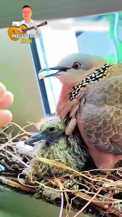 Голубь сделал гнездо прямо на балконе #животные #факты #animals #помощь ...