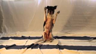Im A Rescue 0:30 - ICM 508 PSA Project