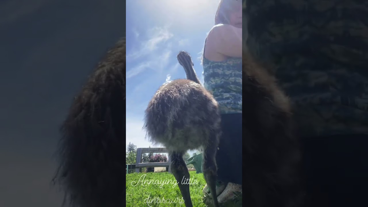 Annoying little dinosaur aka emu