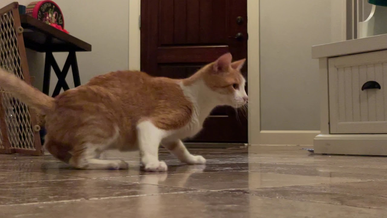 cat zoomies YouTube