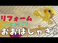 【オカメインコ】えぷりちゃんに新しいおもちゃあげてみた！！