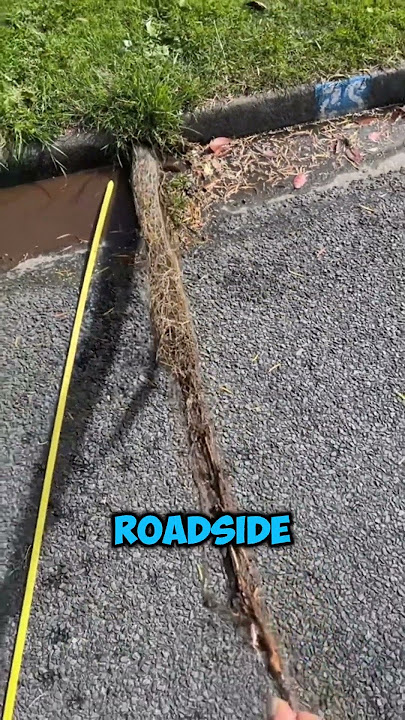 He Found a Root Twice His Height! 😱🌱