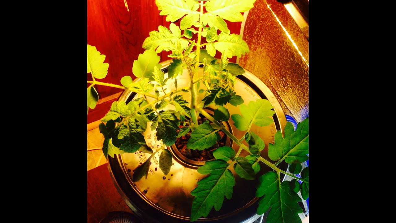 Update..... Kratky Method, Cherry Tomato Plant, Basil YouTube