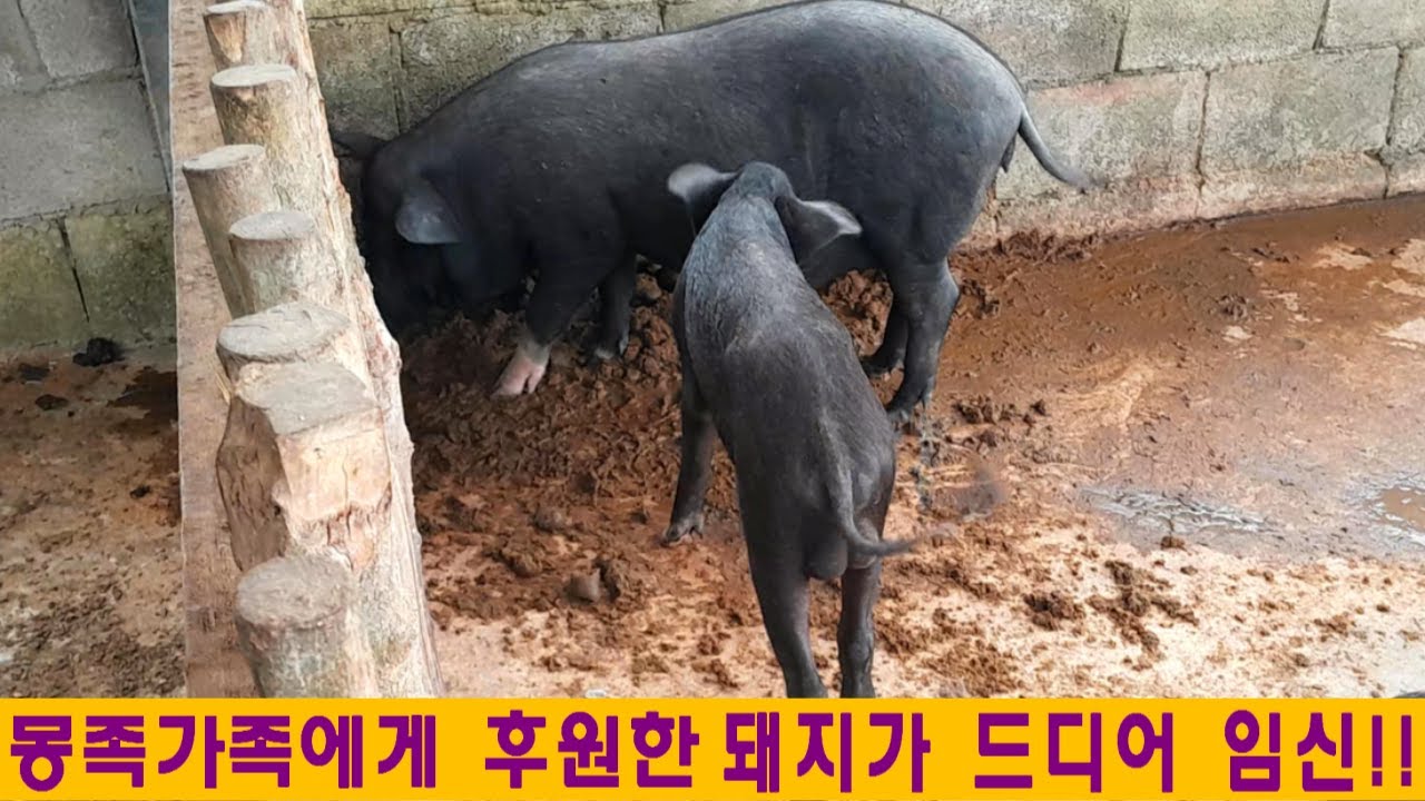 라오스나눔(52):라오스 몽족가족에게 후원한 돼지가 드디어 임신 성공!! (feat:빠꾸돼지)
