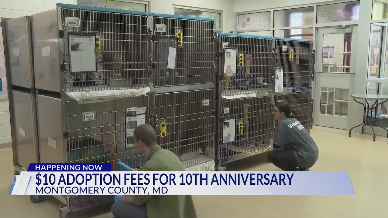 Montgomery County animal shelter offering $10 adoption fees on all of ...