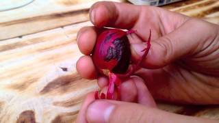 How to Prep a Nutmeg Seed for Planting