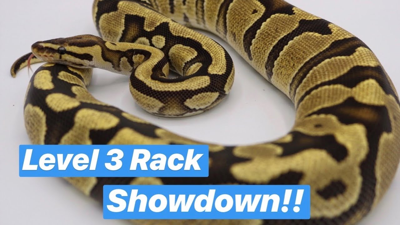petco hours Ball Pythons' Spotlight!!!