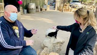 Famous Skunks | Wild Things with Brady Bogen + Kristy Morcom Net Worth