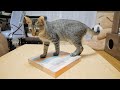 人生初のDIY、子猫に踏みつけられましたｗ