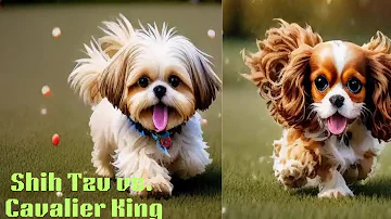 Shih Tzu vs Cavalier King | Wildlife Documentary | Informative #wildanimals#wildbird#seaanimal#wild