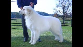 Great Pyrenees