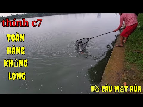 Câu Lục. Bắt Toàn Hàng Khủng. Hồ Câu Mắt Rùa.