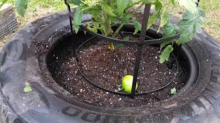 Quick view of the 🌱 I'm growing